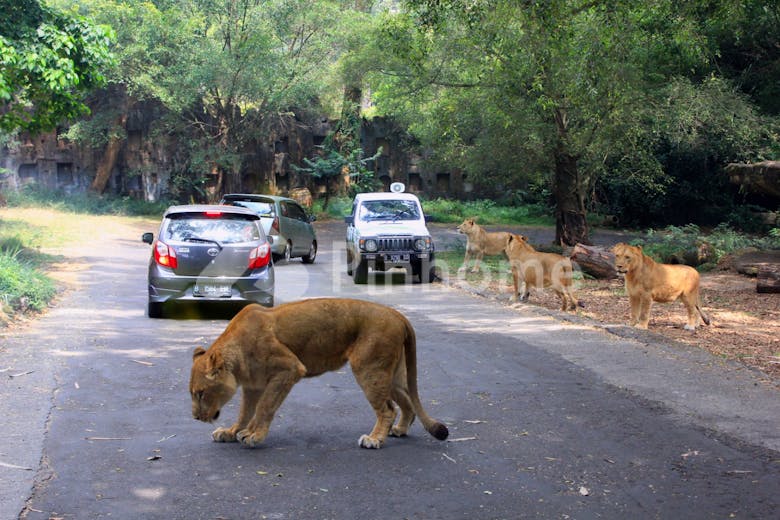 taman safari bogor - 5