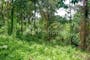 Dijual Tanah Residensial Sangat Cocok Untuk Investasi di Ubud - Thumbnail 3