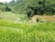 Dijual Tanah Residensial Lingkungan Asri Dekat Dekat Fasilitas Umum di Cikalong Wetan Raya - Thumbnail 1