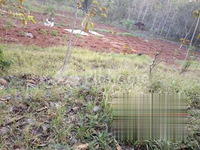 dijual tanah residensial super murah di tepus gunung kidul - 3