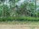 Dijual Tanah Residensial Sangat Cocok Untuk Investasi Dekat Pasar di Mojogedang - Thumbnail 1