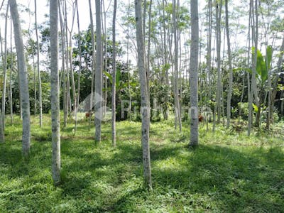 dijual tanah residensial lingkungan nyaman dekat tempat wisata di ubud sebatu tegalalang - 4