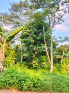 Dijual Tanah Residensial Sangat Cocok Untuk Investasi Dekat Pasar di Taman Rahayu - Gambar 2