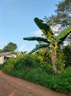 Dijual Tanah Residensial Sangat Cocok Untuk Investasi Dekat Pasar di Taman Rahayu - Gambar 3