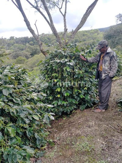 dijual tanah komersial perkebunan kopi di jln bukit origon desa ulin - 4