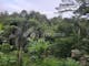 Dijual Tanah Komersial Lingkungan Asri View Jungle di Tegallalang - Thumbnail 3