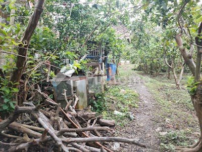 dijual tanah komersial kebun buah murah poros jalan di giripurno - 4