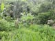 Dijual Tanah Komersial Lingkungan Asri View Jungle di Tegallalang - Thumbnail 9