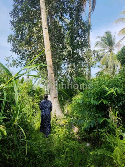 dijual tanah komersial kebun masih produksi di jl mulawarman - 4