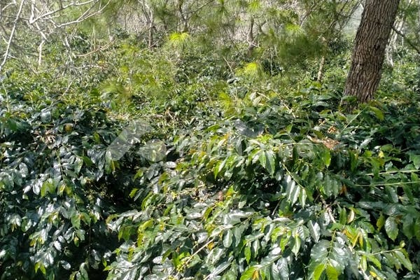 dijual tanah komersial perkebunan kopi di jln bukit origon desa ulin - 6