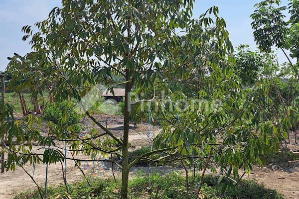 dijual tanah residensial kebun durian unggulan di kebun durian di desa sukatani batu itam - 12