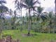 Dijual Tanah Komersial Lokasi Bagus di Gunung Salak Salamadeg Tabanan Bali Indonesia - Thumbnail 2