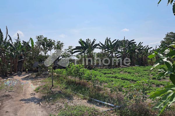 dijual tanah residensial kebun durian unggulan di kebun durian di desa sukatani batu itam - 5