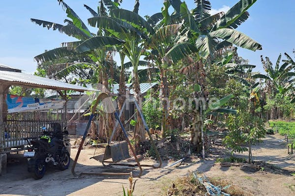 dijual tanah residensial kebun durian unggulan di kebun durian di desa sukatani batu itam - 2