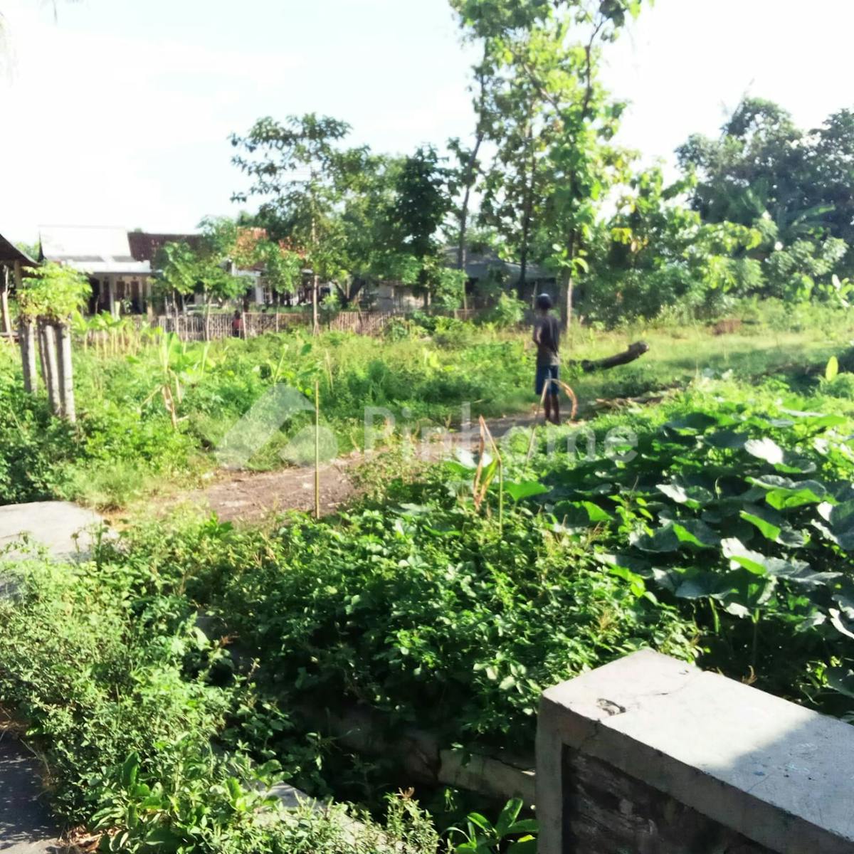 Dijual Tanah Komersial Lokasi Bagus Pinggir Jalan di Tanjung Kamal Mangaran Situbondo - Gambar 1