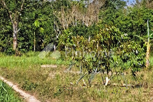 dijual tanah residensial kebun durian unggulan di kebun durian di desa sukatani batu itam - 27