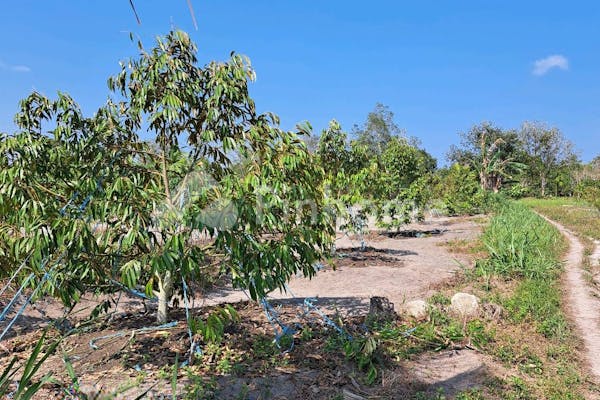 dijual tanah residensial kebun durian unggulan di kebun durian di desa sukatani batu itam - 31