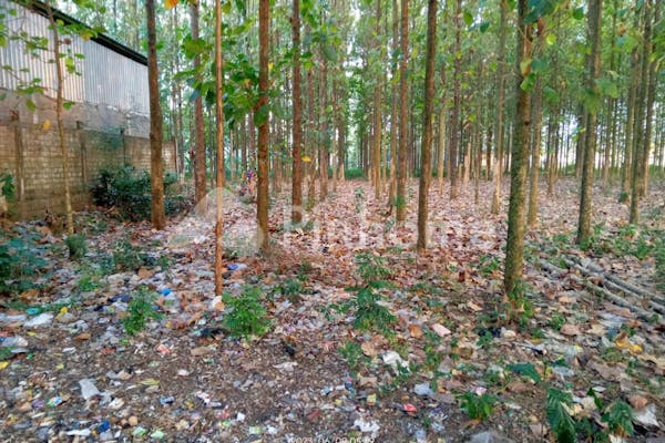 dijual tanah komersial full pohon jati di pinggir jalan provinsi tuban - 5