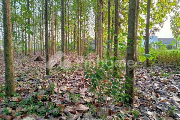 dijual tanah komersial full pohon jati di pinggir jalan provinsi tuban - 7