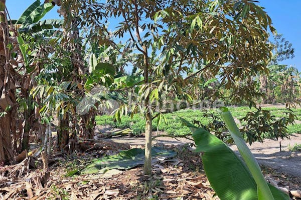 dijual tanah residensial kebun durian unggulan di kebun durian di desa sukatani batu itam - 1