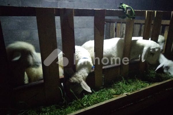 dijual tanah komersial produktif bonus 10 kambing di gandri - 4