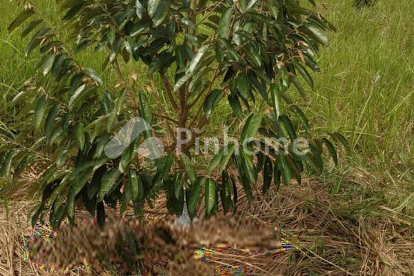 dijual tanah residensial kebun durian unggulan di kebun durian di desa sukatani batu itam - 36