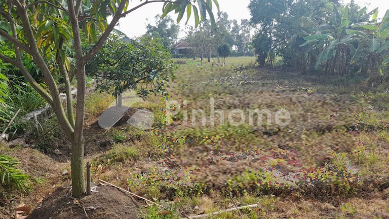 dijual rumah dan sawah di kerticala - 11