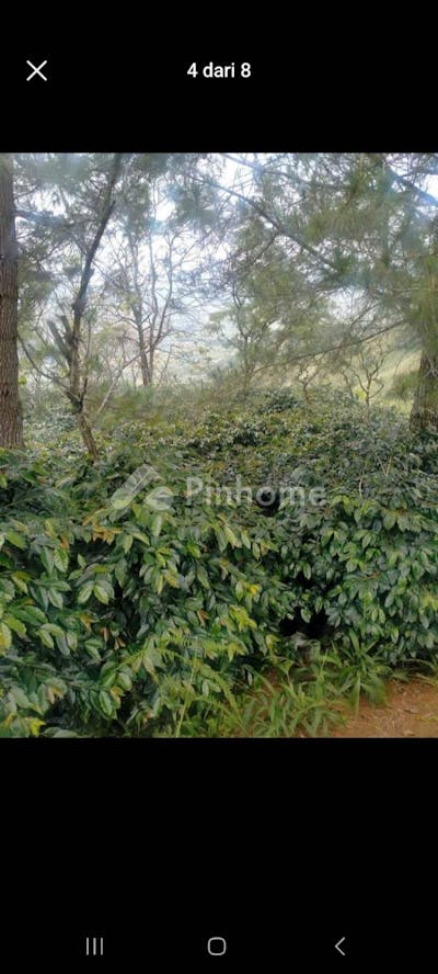 dijual tanah komersial perkebunan kopi di jln bukit origon desa ulin - 2