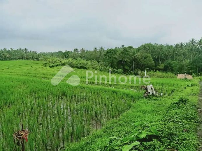 dijual tanah residensial view sawah untuk villa di selemadeg - 2