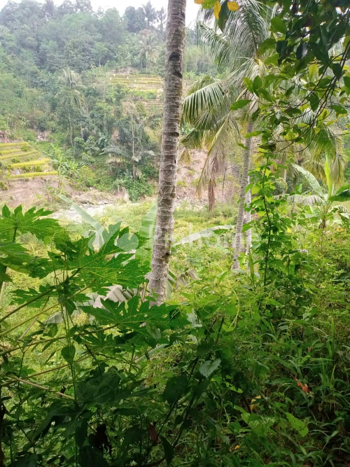 dijual tanah komersial cocok untuk investasi terdapat pohon kelapa di jln tegal buled - 4