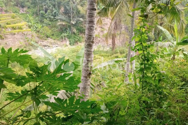 dijual tanah komersial cocok untuk investasi terdapat pohon kelapa di jln tegal buled - 4
