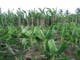 Dijual Tanah Komersial Berupa Kebun Pisang Lokasi Bagus di Cibadak - Thumbnail 3