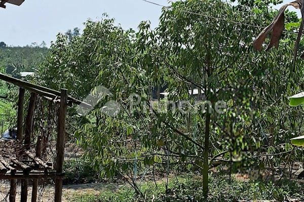 dijual tanah residensial kebun durian unggulan di kebun durian di desa sukatani batu itam - 13