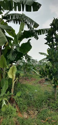 dijual tanah komersial  kebun mangga dekat dengan pem di jln hanjuang - 2