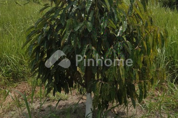 dijual tanah residensial kebun durian unggulan di kebun durian di desa sukatani batu itam - 46