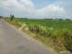 Dijual Tanah Komersial Lokasi Bagus Dekat Alun2 di Tokelan Panji Situbondo Jawa Timur - Thumbnail 6