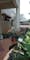 Disewakan Rumah Full Furnish Murah di Kuricang Bintaro Jaya Sektor 3A - Thumbnail 9