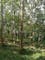 Dijual Tanah Komersial Bonus Pohon Lokasi Bagus di Jalan Tamanjaya - Thumbnail 3