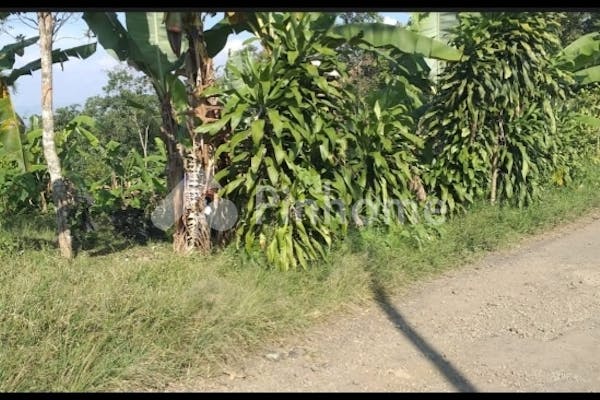 dijual tanah residensial 5600 m murah di tanjung sari sumedang di jalan rancakalong tanjung sari sumedang