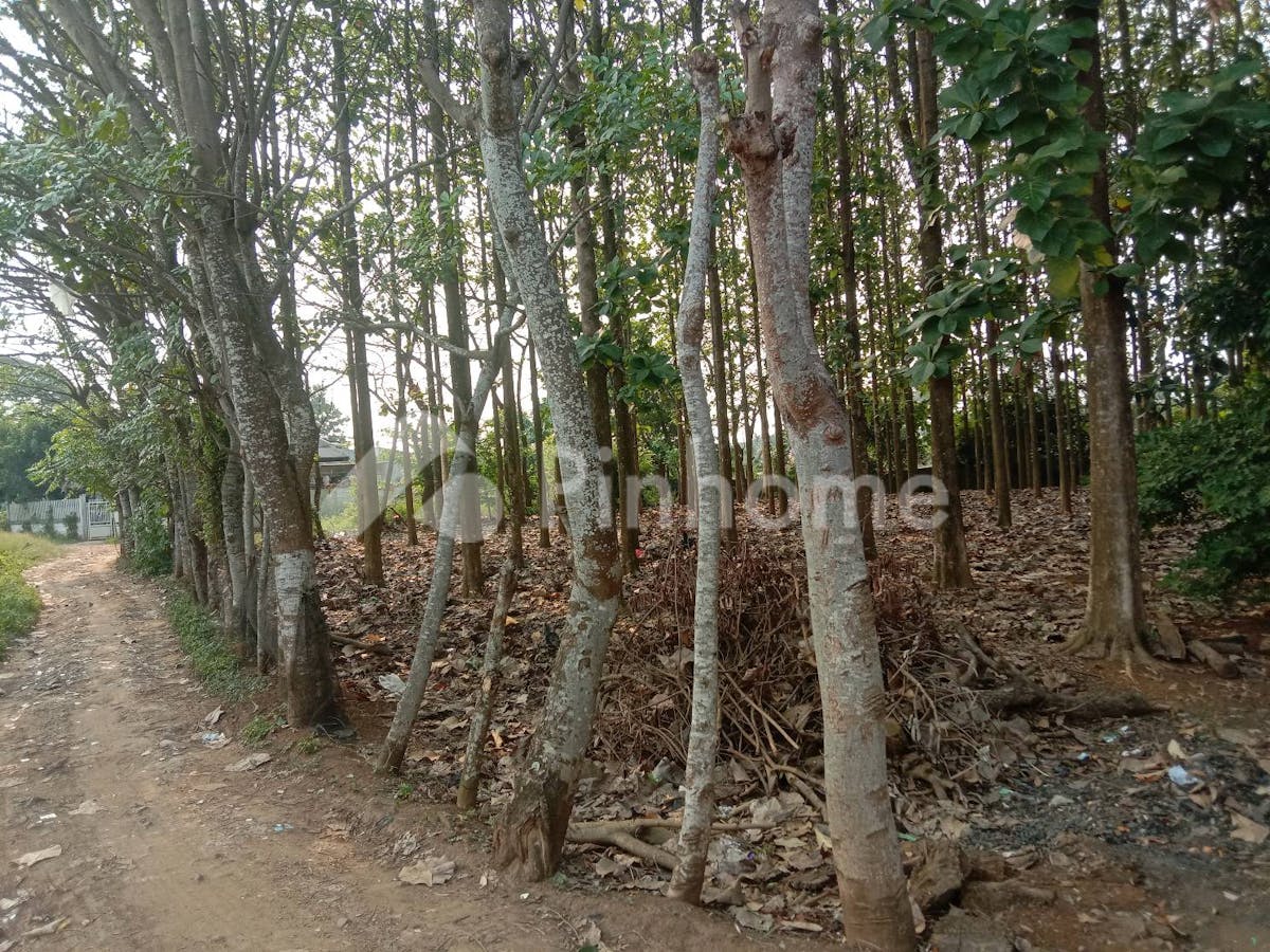 dijual tanah residensial berisi pohon jati cocok untuk investasi di puri bukt depok - 5