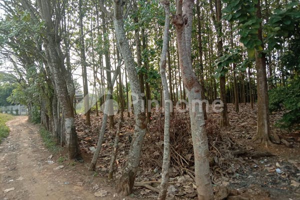 dijual tanah residensial berisi pohon jati cocok untuk investasi di puri bukt depok - 5