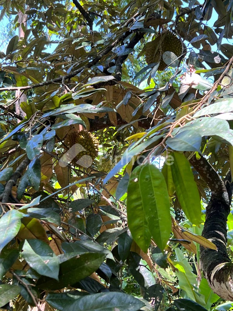 Dijual Tanah Komersial Kebun Durian Siap Panen di Kerjo, Karanganyar - Gambar 3