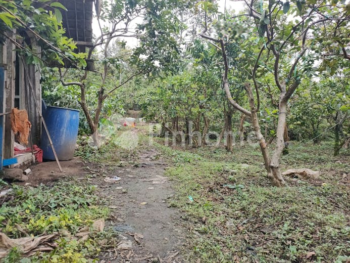 dijual tanah komersial kebun buah murah poros jalan di giripurno - 11