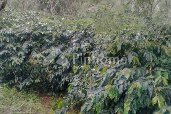 dijual tanah komersial perkebunan kopi di jln bukit origon desa ulin - 3