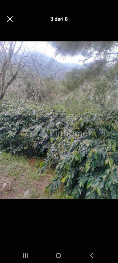 dijual tanah komersial perkebunan kopi di jln bukit origon desa ulin - 3