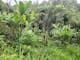 Dijual Tanah Komersial Lingkungan Asri View Jungle di Tegallalang - Thumbnail 1