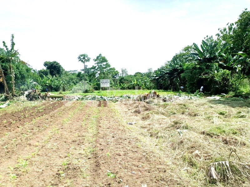 dijual tanah komersial murah dekat stasiun cicayur  di cisauk - 1