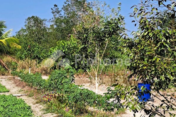 dijual tanah residensial kebun durian unggulan di kebun durian di desa sukatani batu itam - 14