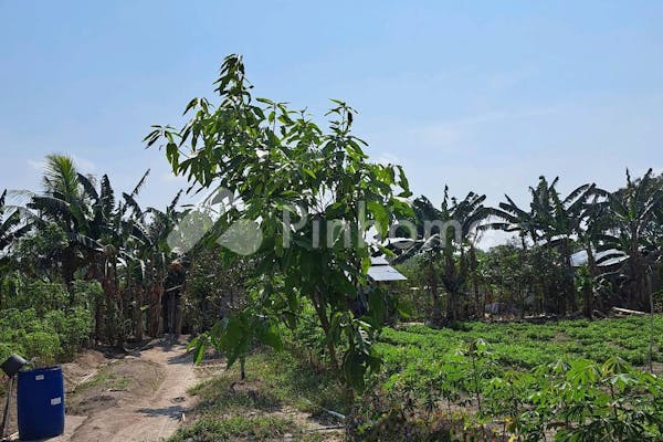 dijual tanah residensial kebun durian unggulan di kebun durian di desa sukatani batu itam - 10