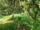 Dijual Tanah Komersial Lingkungan Asri di Bendungan Telaga Tunjung Tabanan Bali - Thumbnail 3